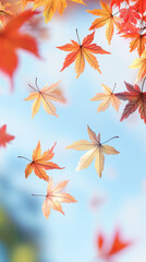 Fototapeta premium Colorful autumn leaves falling from the trees on a sunny day in fall