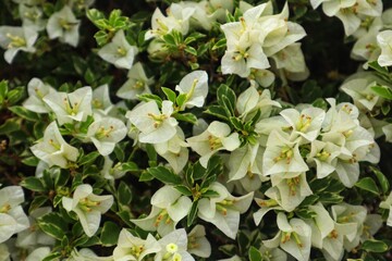 White paper flowers or Bougainvillea Coconut Ice blooming are beautiful, close up.