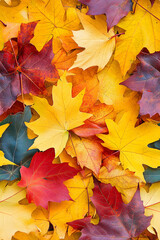 Bright multicolored maple leaves lying on the ground. Top view of the red, orange, yellow and green leaves of the maple. Closeup. Bright colors of Autumn.