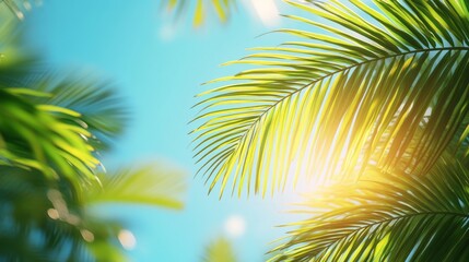 Palm Leaf and Sun Rays Against a Blue Sky