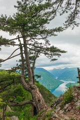 tree against the backdrop of the Drina River canyon