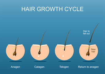 Hair growth cycle. Follicle anatomy
