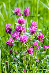 Blüten des Wiesenklee auf einer Wildblumenwiese	