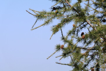 larch brach with cones and green needles with a backdrop of blue cloudless sky