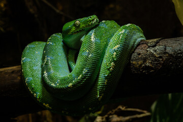 Python vert ( Morelia viridis ) 2