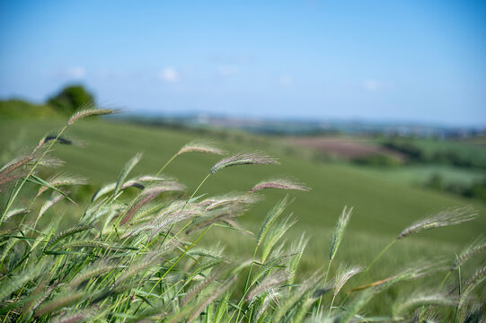 Green wheat growing in field