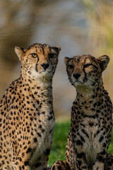 Guépard 4 