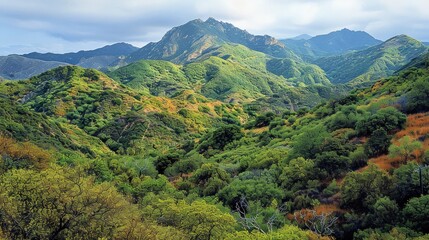 Naklejka premium Chaparral Landscape in Malibu, California: Golden Coastal Sage and Lush Green Trees on Mountain Peak in Santa Monica Mountains Wilderness