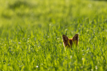 Red fox peekaboo in tall grass, ears peeking out