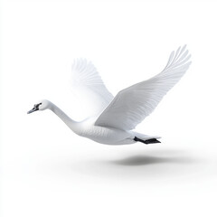 Obraz premium A majestic white swan in mid-flight with wings fully spread, isolated against a clean white background, symbolizing grace and elegance.
