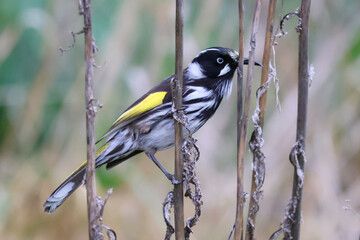 Obraz premium New Holland Honeyeater Perched on Bush Branch