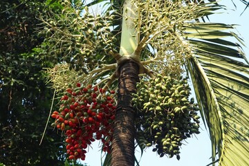 The red areca palm tree or Areca vestiaria Giseke (Cyrtostachys lakka Becc) is bearing heavy fruit.