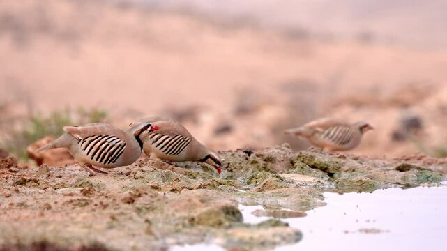 Flock of Chukar partridges (Alectoris chukar) drinking water in the desert