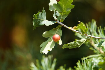 Biorhiza pallida is a gall wasp species in the family Cynipidae. This species is a member of the...