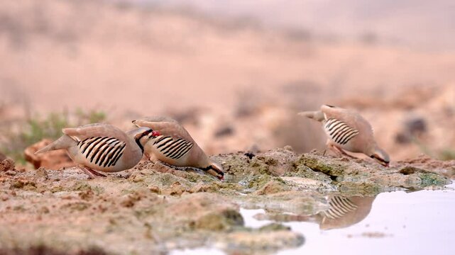 Flock of Chukar partridges (Alectoris chukar) drinking water in the desert