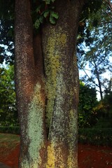 Fototapeta premium Tree trunks grow lichen which are fungi and green algae (cyanobacterium). With a close look.