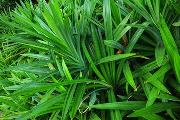 Fototapeta premium One of its functions is the pandan plant or Pandanus amaryllifolius as a food fragrance.