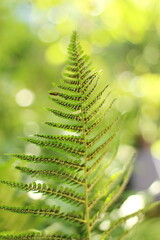 Intricate Leaf from Below with Wide Aperture and Beautiful Bokeh