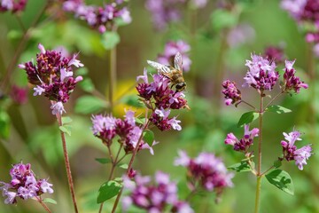 Detail of Oregano flower and bee in the garden
