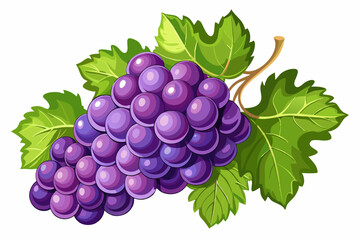 Grape Vector Illustration for Creative Projects