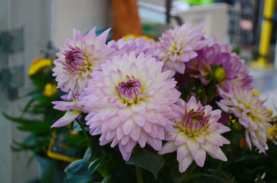 Different pink, orange and white Dahlia flowers. Colorful dahlia garden flowers, wallpaper backdrop. Blossoming dalias bloom