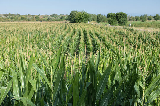 Expansive corn field under sunny skies