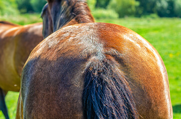 Rear view of brown horse on green meadow. Close-up of horse's tail and ass. Sunny day. Pasture.