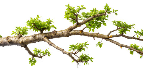 Fototapeta premium Tree branch isolated, Tree branch on isolate with clipping path