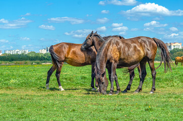 Herd of horses grazing in countryside, not far from city. Three horses feed green grass. Farm life.