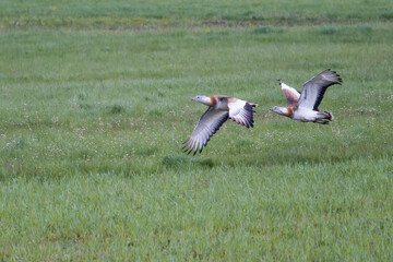 Großtrappen (Otis tarda) im Flug und auf einer Wiese	