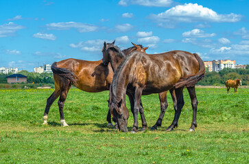Obraz premium Herd horses grazing in countryside, not far from city. Cumulus white clouds background. Farm life.