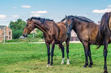 Herd horses standing in countryside, not far from city. Cumulus white clouds background. Farm life.