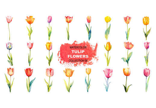 Vector watercolor painted style - tulip flowers clipart isolated on white background. Created using Generative AI.