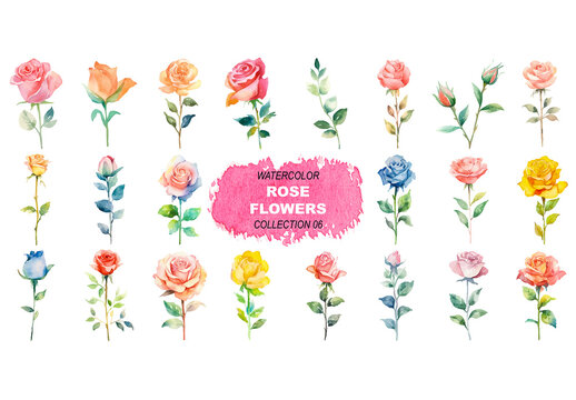 Vector watercolor painted style - rose flowers clipart isolated on white background. Created using Generative AI.