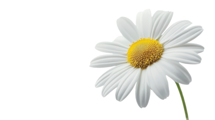 Daisy Flower isolated on a transparent background, PNG file, graphic resources 