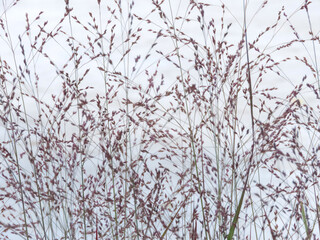 Panicum virgatum or switchgrass ornamental grass panicle infloresces