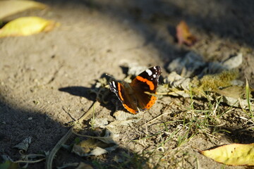 Vanessa atalanta, the red admiral or red admirable, is a well-known colourful butterfly, found in...