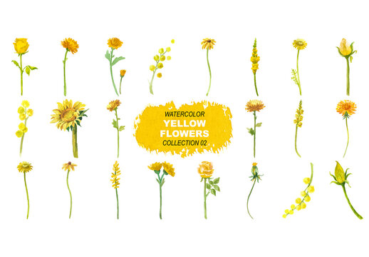 Vector watercolor painted yellow flowers clipart. Hand drawn elements isolated on white background
