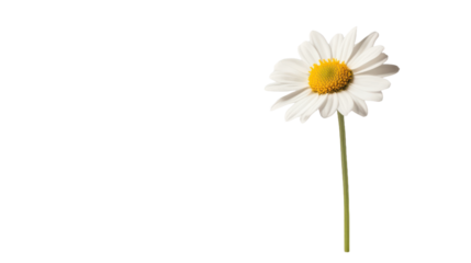 Daisy Flower isolated on a transparent background, PNG file, graphic resources 