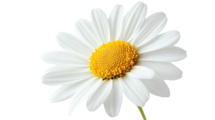 Daisy Flower isolated on a transparent background, PNG file, graphic resources 