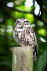 Little owl on a post with a blurred background 