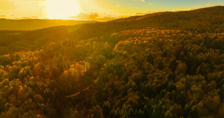 AERIAL, LENS FLARE: First rays of rising sun cast a warm glow over autumn forest. Golden light...
