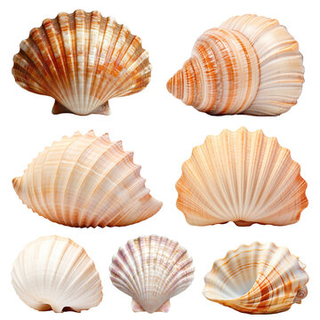 PNG sea shell set, transparent background