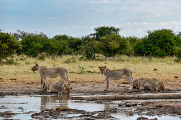 Lions in etosha