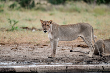 Lions in etosha