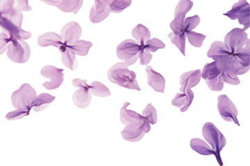 Floating Lilac Blossoms & Petals: Soft Purple Floral Design