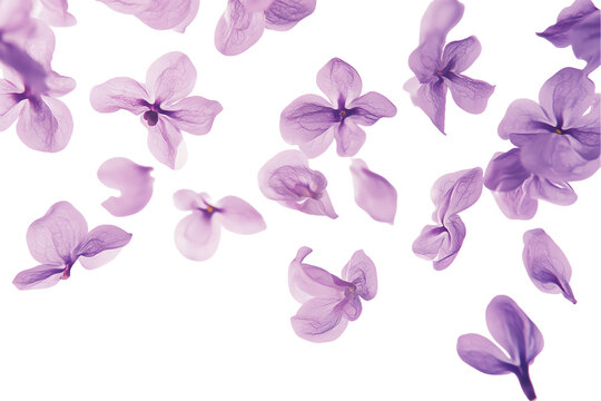 Floating Lilac Blossoms & Petals: Soft Purple Floral Design