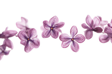 Obraz premium Lilac Blossom Dance: Floating Petals on White