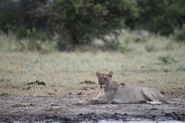Lions in etosha