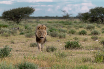 Lions in etosha